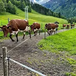 Oberlehenhof كابرون