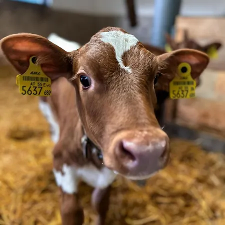 Oberlehenhof 农家乐 卡普伦