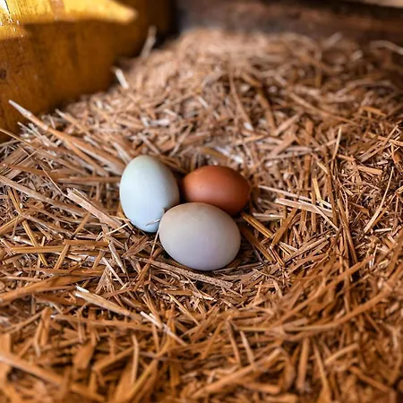 Oberlehenhof 农家乐