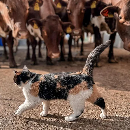 Oberlehenhof ファームステイ カプルーン