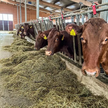 农家乐 Oberlehenhof *